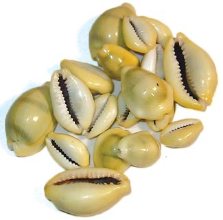 Cowrie Shells 18pcs